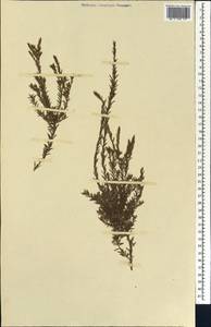 Muraltia, Африка (AFR) (Неизвестно)