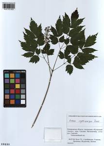 Actaea rubra subsp. rubra, Сибирь, Алтай и Саяны (S2) (Россия)