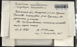 Distichium capillaceum (Hedw.) Bruch & Schimp., Гербарий мохообразных, Мхи - Прибайкалье и Забайкалье (B18) (Россия)