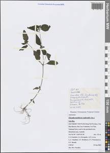 Eleutheranthera ruderalis (Sw.) Sch. Bip., Зарубежная Азия (ASIA) (Вьетнам)