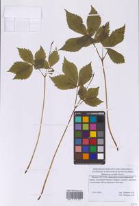 Лесной мак весенний Maxim., Восточная Европа, Московская область и Москва (E4a) (Россия)