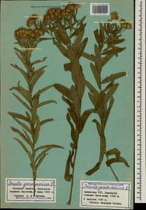 Pentanema germanicum (L.) D. Gut. Larr., Santos-Vicente, Anderb., E. Rico & M. M. Mart. Ort., Кавказ, Азербайджан (K6) (Азербайджан)