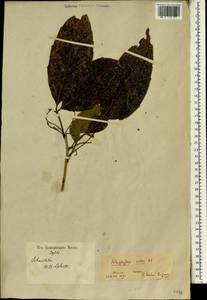 Allophylus cobbe (L.) Raeusch, Зарубежная Азия (ASIA) (Индия)