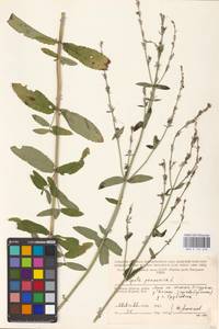 MHA 0 155 678, Котовник голый, Восточная Европа, Западный район (E3) (Россия)