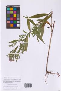 Symphyotrichum ×salignum (Willd.) G. L. Nesom, Восточная Европа, Московская область и Москва (E4a) (Россия)
