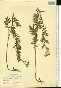 Пижма обыкновенная, Дикая рябинка L., Восточная Европа, Нижневолжский район (E9) (Россия)