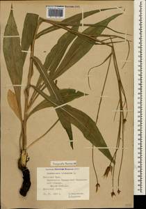 Pseudopodospermum tauricum (M. Bieb.) Vasjukov & Saksonov, Крым (KRYM) (Россия)