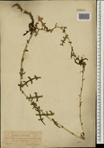 Латук компасный L., Восточная Европа, Южно-Украинский район (E12) (Украина)