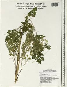 Бутень Прескотта DC., Восточная Европа, Средневолжский район (E8) (Россия)
