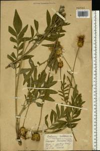 Rhaponticoides ruthenica (Lam.) M. V. Agab. & Greuter, Восточная Европа, Восточный район (E10) (Россия)