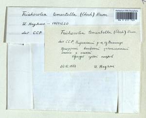 Trichocolea tomentella (Ehrh.) Dumort., Гербарий мохообразных, Мхи - Прибалтика (B1)