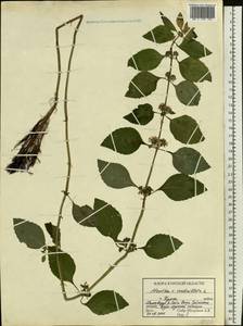 Mentha × verticillata L., Восточная Европа, Центральный лесостепной район (E6) (Россия)