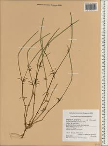 Crucianella macrostachya Boiss., Зарубежная Азия (ASIA) (Кипр)