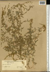 Лебеда татарская L., Восточная Европа, Нижневолжский район (E9) (Россия)