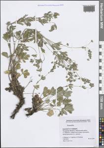 Лапчатка, Восточная Европа, Центральный район (E4) (Россия)