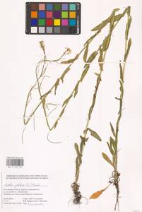 Башеница голая, Башенница гладкая, Вяжечка гладкая L., Восточная Европа, Ростовская область (E12a) (Россия)