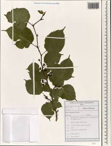 Morus indica L., Зарубежная Азия (ASIA) (Республика Корея)