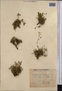 Trigonella emodi Benth., Средняя Азия и Казахстан, Памир и Памиро-Алай (M2) (Узбекистан)