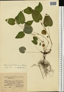 Viola ×kiliensis E. H. L. Krause, Восточная Европа, Московская область и Москва (E4a) (Россия)