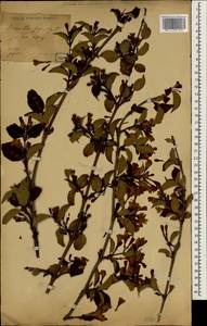 Weigela japonica Thunb., Зарубежная Азия (ASIA) (Япония)