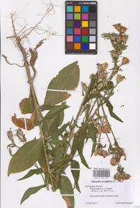 Смолевка ночецветная L., Восточная Европа, Центральный район (E4) (Россия)