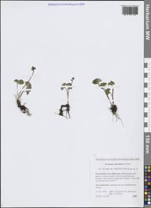 Камнеломка Нельсона, Сибирь, Якутия (S5) (Россия)