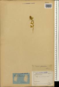 Клевер батлачковый Willd., Кавказ (без точных местонахождений) (K0)