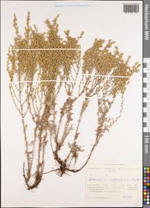 Полынь Шренка Ledeb., Сибирь, Западная Сибирь (S1) (Россия)