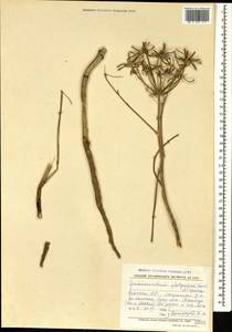 Caropodium platycarpum (Boiss. & Hausskn.) Schischk., Кавказ, Армения (K5) (Армения)