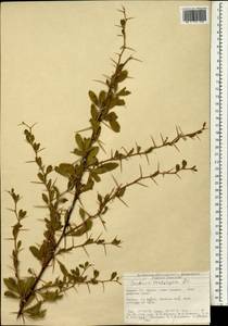 Berberis crataegina DC., Зарубежная Азия (ASIA) (Турция)