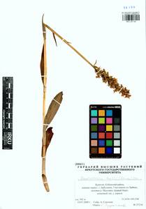 Пальчатокоренник Фукса (Druce) Soó, Сибирь, Прибайкалье и Забайкалье (S4) (Россия)