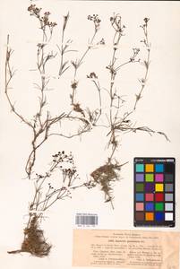 Cynanchica graveolens (M.Bieb. ex Schult. & Schult.f.) P.Caputo & Del Guacchio, Восточная Европа, Северо-Украинский район (E11) (Украина)