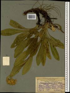Pentanema mariae (Bordz.) D. Gut. Larr., Santos-Vicente, Anderb., E. Rico & M. M. Mart. Ort., Кавказ, Грузия (K4) (Грузия)