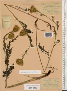 Klasea radiata subsp. radiata, Кавказ, Армения (K5) (Армения)
