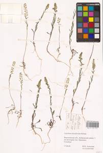 Клоповник густоцветковый Schrad., Восточная Европа, Центральный лесостепной район (E6) (Россия)