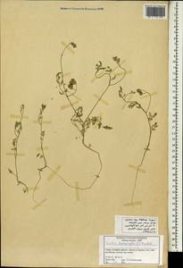 Пупырник тонколистный, Торилис тонколистный (L.) Rchb. fil., Зарубежная Азия (ASIA) (Сирия)