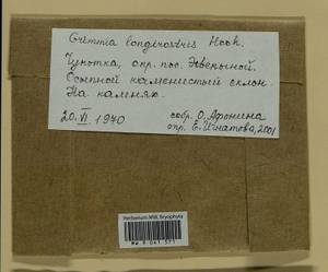 Grimmia longirostris Hook., Гербарий мохообразных, Мхи - Чукотка и Камчатка (B21) (Россия)