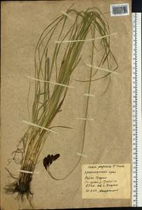 Carex caucasica subsp. caucasica, Сибирь, Центральная Сибирь (S3) (Россия)