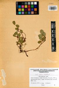 Ива полярная Wahlenb., Сибирь, Центральная Сибирь (S3) (Россия)