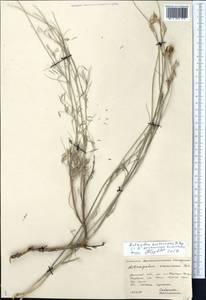 Astragalus kustanaicus Popov, Средняя Азия и Казахстан, Прикаспийский Устюрт и Северное Приаралье (M8) (Казахстан)