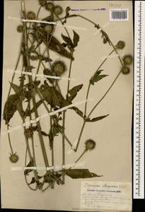 Ворсянка щетинистая Willd., Кавказ, Армения (K5) (Армения)