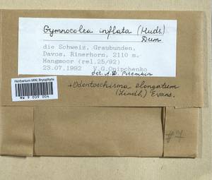 Gymnocolea inflata (Huds.) Dumort., Гербарий мохообразных, Мхи - Западная Европа (BEu) (Швейцария)