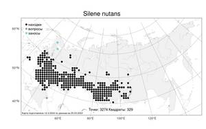 Silene nutans, Смолевка поникшая L., Атлас флоры России (FLORUS) (Россия)