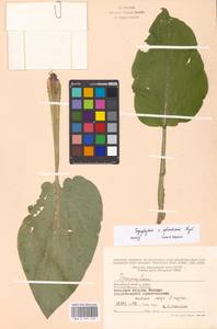 Symphytum ×uplandicum Nyman, Восточная Европа, Московская область и Москва (E4a) (Россия)