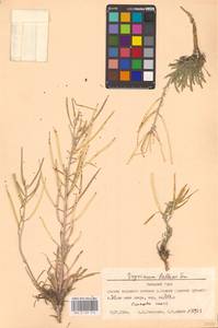 Erysimum redowskii Weinm., Сибирь, Западная Сибирь (S1) (Россия)