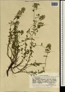 Ziziphora pedicellata Pazij & Vved., Зарубежная Азия (ASIA) (Афганистан)