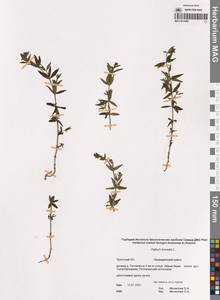 Подмаренник северный L., Сибирь, Чукотка и Камчатка (S7) (Россия)