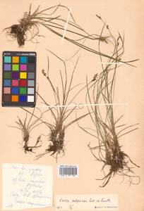 Осока сабинская (Less. ex Kunth) Kük., Сибирь, Дальний Восток (S6) (Россия)