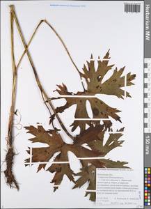 Aconitum lycoctonum subsp. lasiostomum (Rchb.) Warncke, Восточная Европа, Центральный лесной район (E5) (Россия)