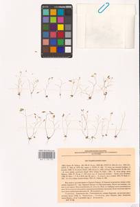 Крупка весенняя L., Восточная Европа, Южно-Украинский район (E12) (Украина)